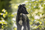young Greyhound in the forest