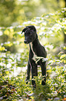 young Greyhound in the forest