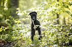 young Greyhound in the forest
