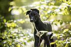 young Greyhound in the forest