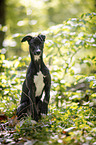 young Greyhound in the forest