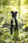 young Greyhound in the forest