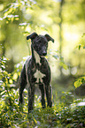 young Greyhound in the forest