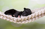 Greyhound puppy sleeps in a hammock