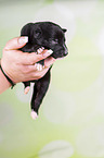 Greyhound Puppy