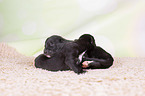 Greyhound puppies
