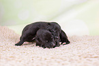 Greyhound puppies