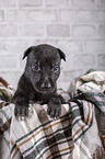 Greyhound puppy in basket