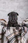 Greyhound puppy in basket