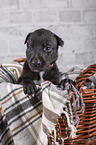 Greyhound puppy in basket