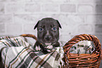 Greyhound puppy in basket