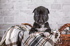 Greyhound puppy in basket