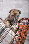 Greyhound puppy in basket