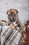Greyhound puppy in basket