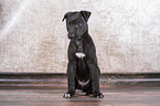 Greyhound Puppy