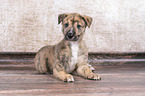 Greyhound Puppy