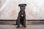 Greyhound Puppy