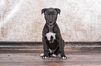 Greyhound Puppy