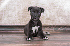 Greyhound Puppy