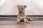Greyhound Puppy