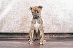 Greyhound Puppy