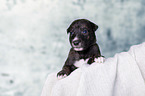 Greyhound Puppy