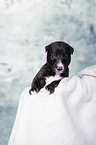 Greyhound Puppy