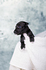 Greyhound Puppy
