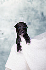 Greyhound Puppy