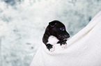 Greyhound Puppy