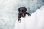Greyhound Puppy