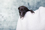 Greyhound Puppy