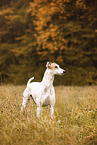 Greyhound