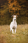 Greyhound