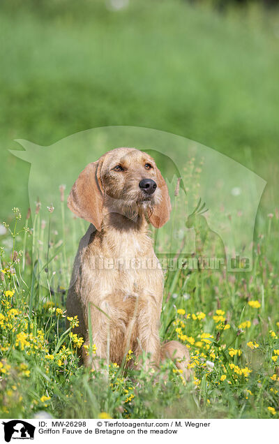 Griffon Fauve de Bretagne auf der Wiese / Griffon Fauve de Bretagne on the meadow / MW-26298