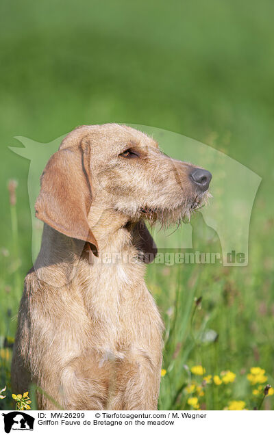 Griffon Fauve de Bretagne on the meadow / MW-26299