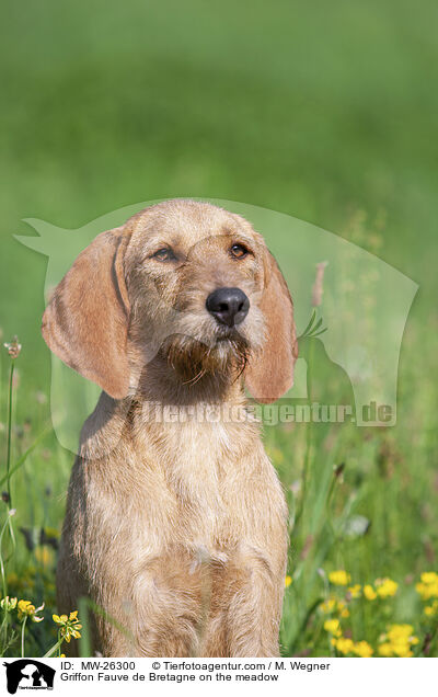 Griffon Fauve de Bretagne auf der Wiese / Griffon Fauve de Bretagne on the meadow / MW-26300