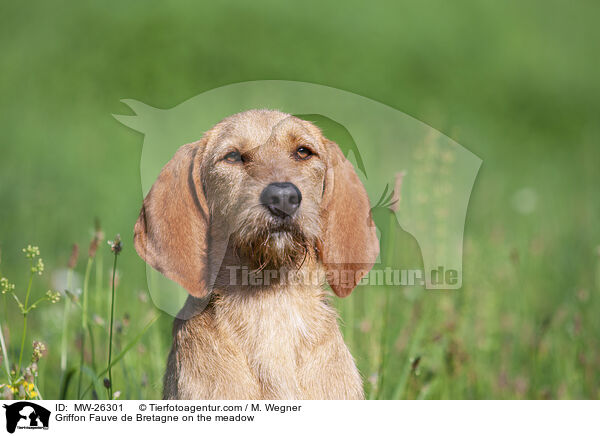 Griffon Fauve de Bretagne auf der Wiese / Griffon Fauve de Bretagne on the meadow / MW-26301