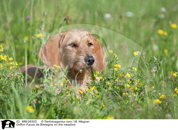 Griffon Fauve de Bretagne auf der Wiese / Griffon Fauve de Bretagne on the meadow / MW-26302