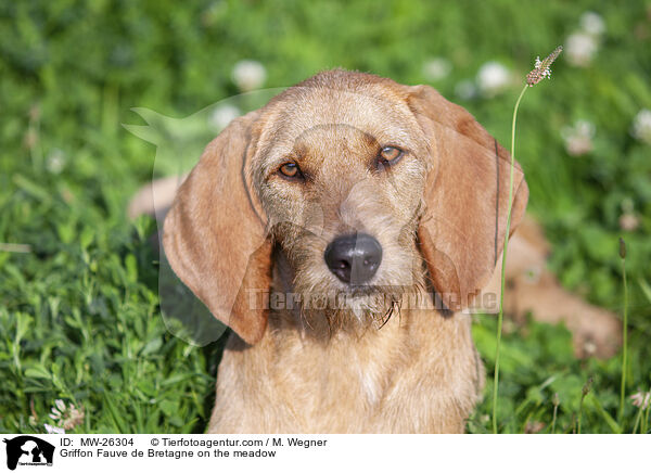 Griffon Fauve de Bretagne auf der Wiese / Griffon Fauve de Bretagne on the meadow / MW-26304