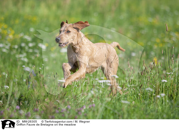Griffon Fauve de Bretagne auf der Wiese / Griffon Fauve de Bretagne on the meadow / MW-26305