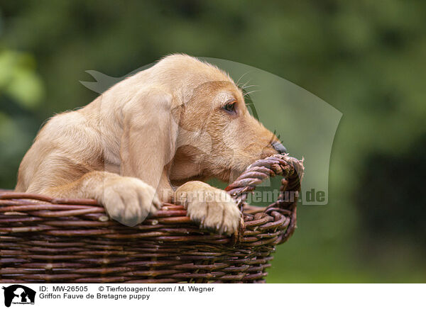 Griffon Fauve de Bretagne Welpe / Griffon Fauve de Bretagne puppy / MW-26505