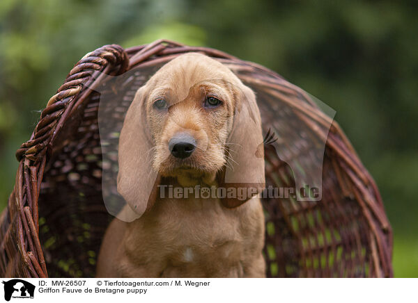 Griffon Fauve de Bretagne Welpe / Griffon Fauve de Bretagne puppy / MW-26507