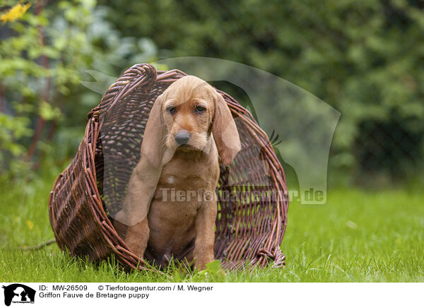 Griffon Fauve de Bretagne Welpe / Griffon Fauve de Bretagne puppy / MW-26509