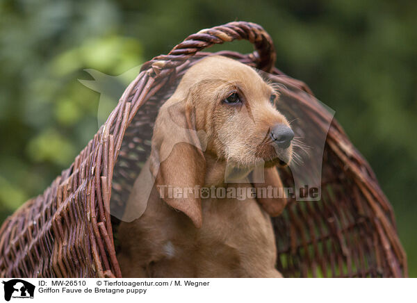 Griffon Fauve de Bretagne Welpe / Griffon Fauve de Bretagne puppy / MW-26510