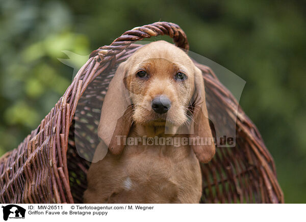 Griffon Fauve de Bretagne Welpe / Griffon Fauve de Bretagne puppy / MW-26511