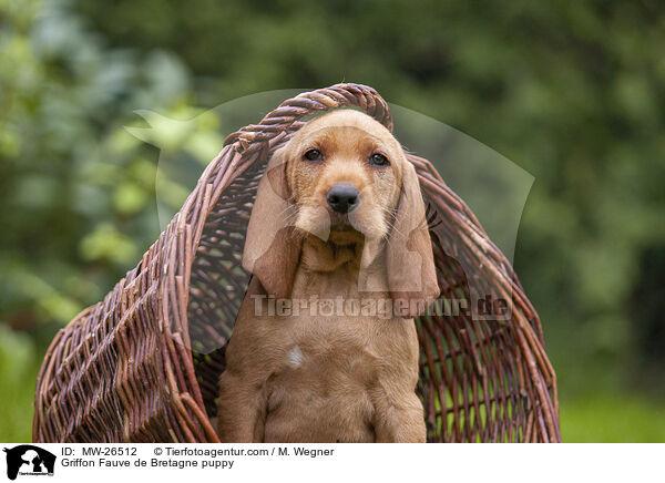 Griffon Fauve de Bretagne Welpe / Griffon Fauve de Bretagne puppy / MW-26512