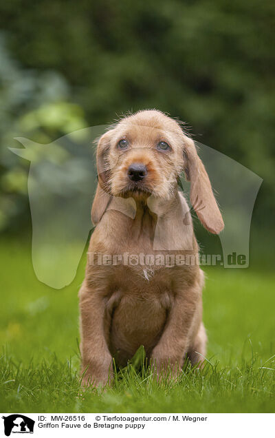 Griffon Fauve de Bretagne Welpe / Griffon Fauve de Bretagne puppy / MW-26516