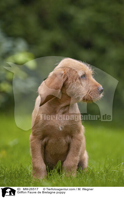 Griffon Fauve de Bretagne Welpe / Griffon Fauve de Bretagne puppy / MW-26517
