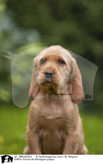 Griffon Fauve de Bretagne Welpe / Griffon Fauve de Bretagne puppy / MW-26522